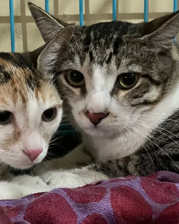Two cats snuggling together on a soft blanket inside their secure enclosure, feeling safe and comfortable.