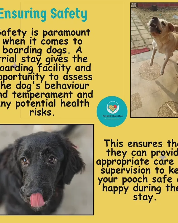 Safety is everything. This graphic explains why a trial stay is crucial for me to assess a new dog's behavior and health. It ensures I can provide the right supervision to keep every dog safe and happy during their time here.