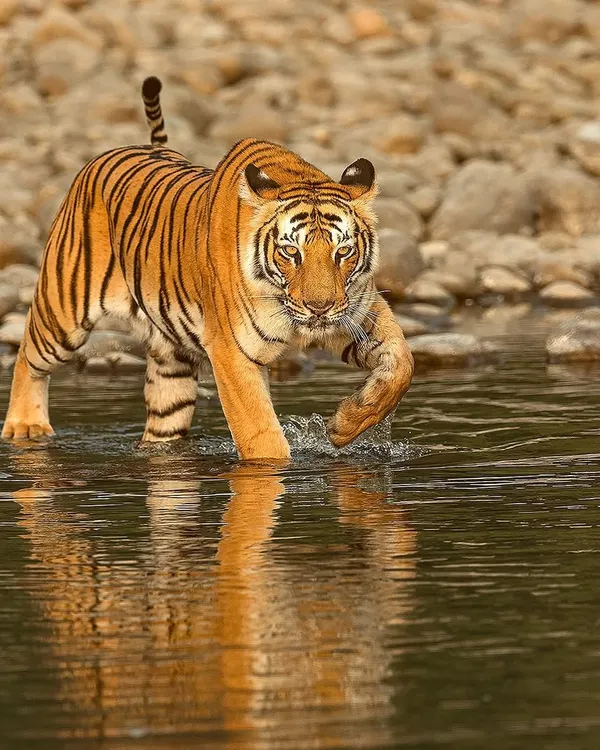 The Queen of Corbett, her coat glowing in the morning sun as she crosses the Ramganga river. The reflections and the golden light make this a quintessential Corbett tiger photograph.