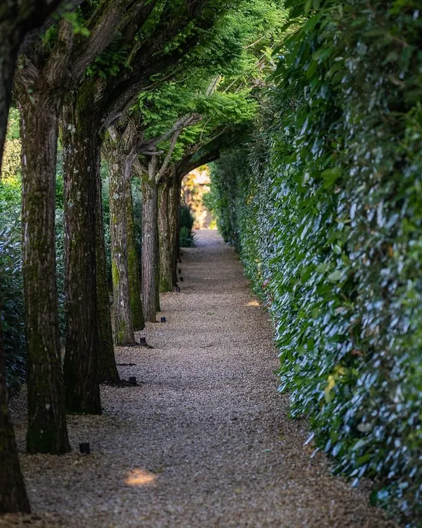 A beautiful and serene pathway lined with mature trees and a dense, perfectly trimmed green wall. This creates a natural tunnel effect, drawing the eye forward and providing a peaceful walking experience.