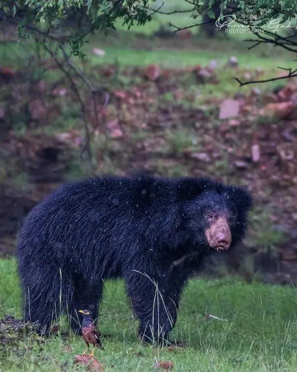 A Sloth Bear stands in the lush green grass during the monsoon in Ranthambore. These bears have an aggressive reputation as they evolved alongside tigers.