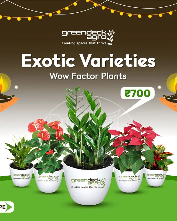 For a gift with a 'wow' factor, I offer a selection of exotic plant varieties. These are perfect for making a bold statement and showing extra appreciation during festive seasons like Diwali.
