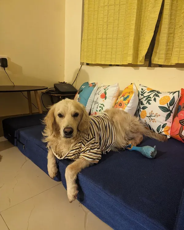 This is Buddy, who needs ongoing medication for a heart condition. Medical fostering involves providing a calm environment and ensuring he gets his meds on time. We cover all costs.
