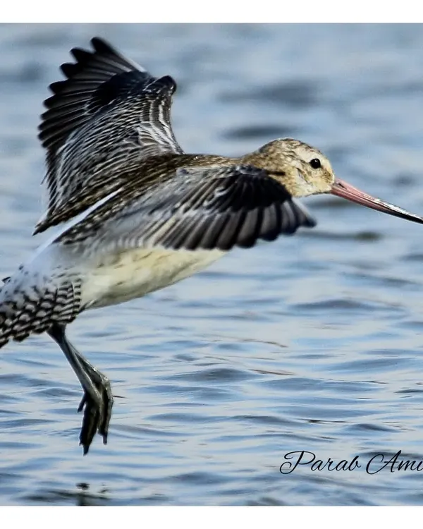 The Bar-tailed Godwit, a record-holder for the longest non-stop flight, takes to the air. This incredible migratory bird travels over 12,000 km from Alaska to New Zealand, a true marvel of endurance.