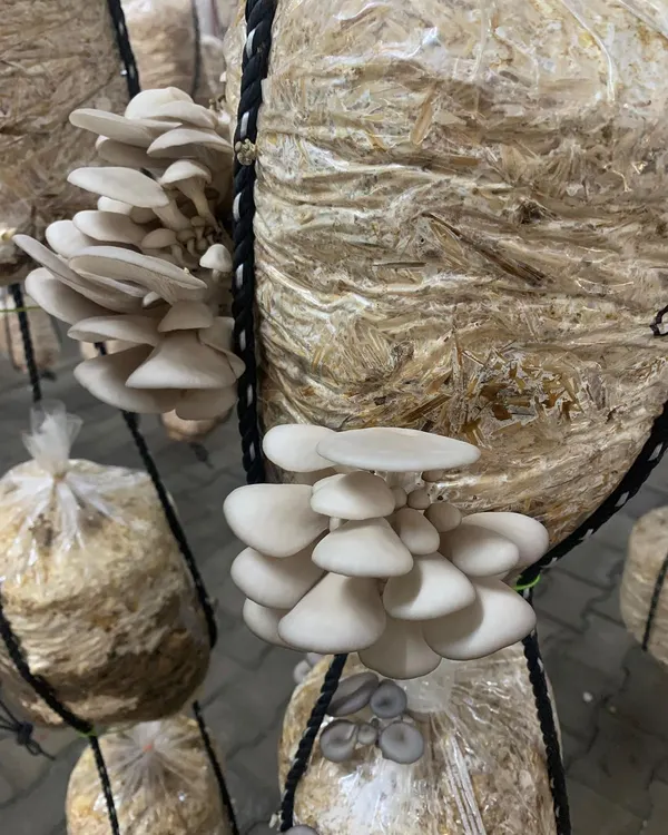 As a Coorgi, my love for 'kummu' or mushroom is legendary. I source these beautiful oyster mushrooms from local growers who cultivate them with great care, which is why they taste so good.