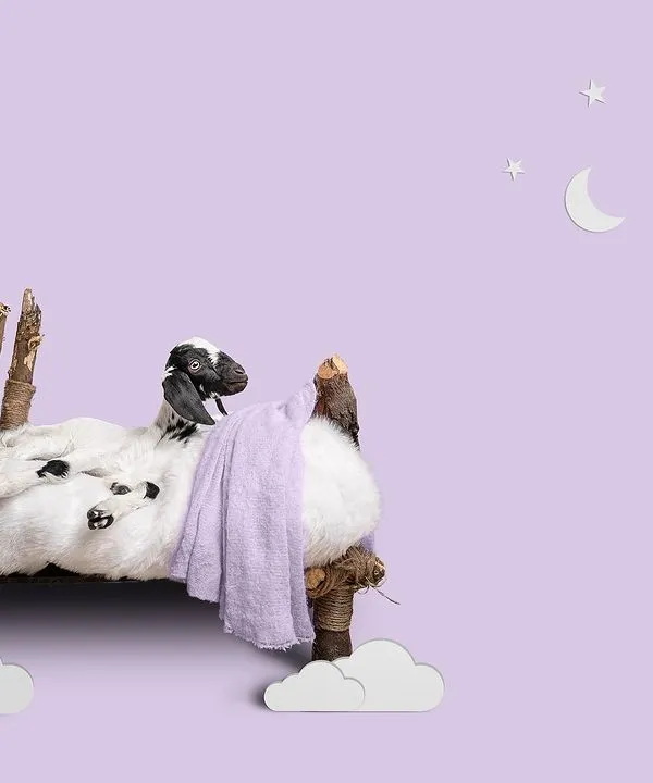 For this series, the concept was to photograph rescued baby animals in the style of newborn portraits. This little goat kid, sleeping on a handmade cloud bed, shows the gentle and creative approach I take.