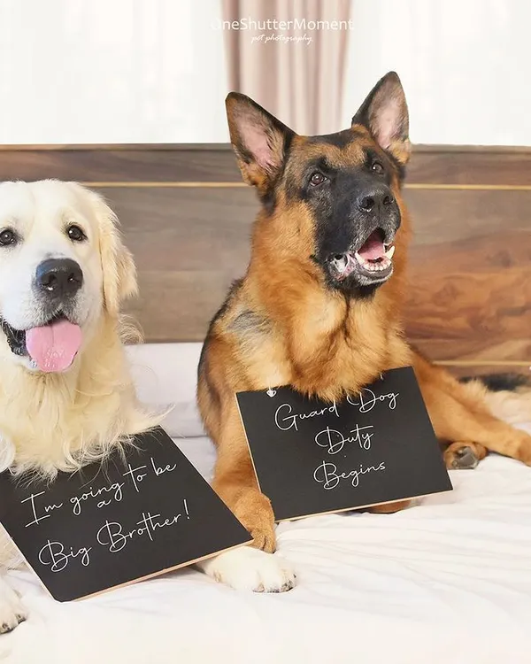 Guard dog duty begins! This is such a creative and adorable way to announce a new arrival. We can capture these moments in your home, making your pets the official announcers of their new role as big brother or sister.