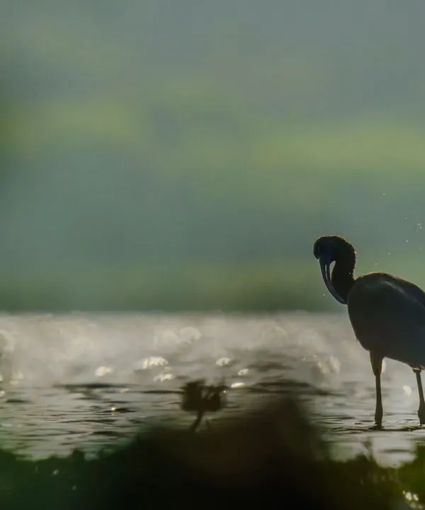 A Glossy Ibis preens itself, silhouetted against the misty, shimmering water. The focus is not on the bird's details, but on its elegant shape and the atmospheric light.