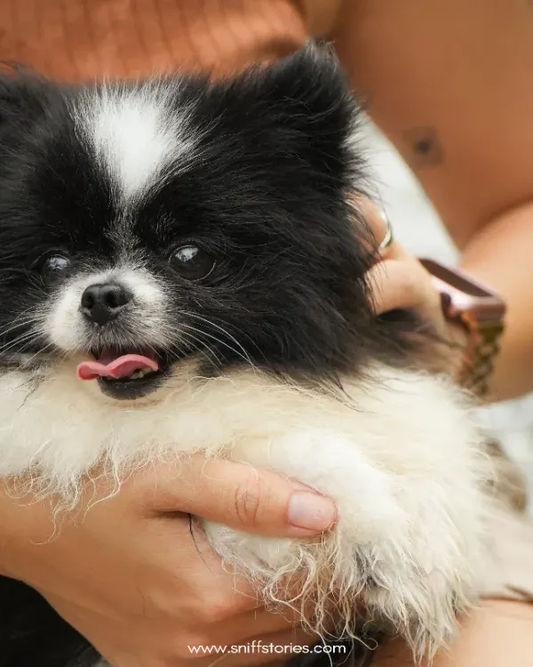 A close-up portrait of a fluffy black and white dog with its tongue out, capturing a moment of pure, adorable silliness.