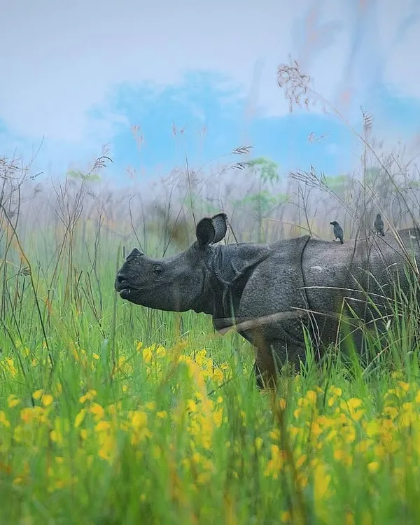 A one-horned rhinoceros in Manas, Assam, stands in a field of yellow flowers against a misty, dreamlike background. The soft focus and painterly feel give this image an artistic quality.
