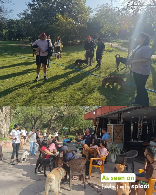 This is what a Sunday morning with Sploot looks like. Happy dogs, happy humans, and a whole lot of sniffing and socializing in the park.