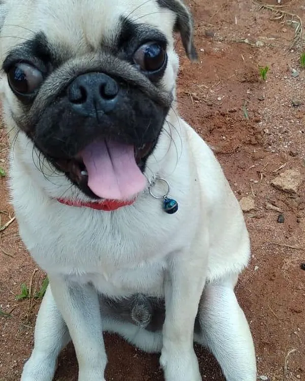 The happy face of a satisfied customer. This Pug's bright eyes and cheerful pant say it all about the fun they're having at our daycare.