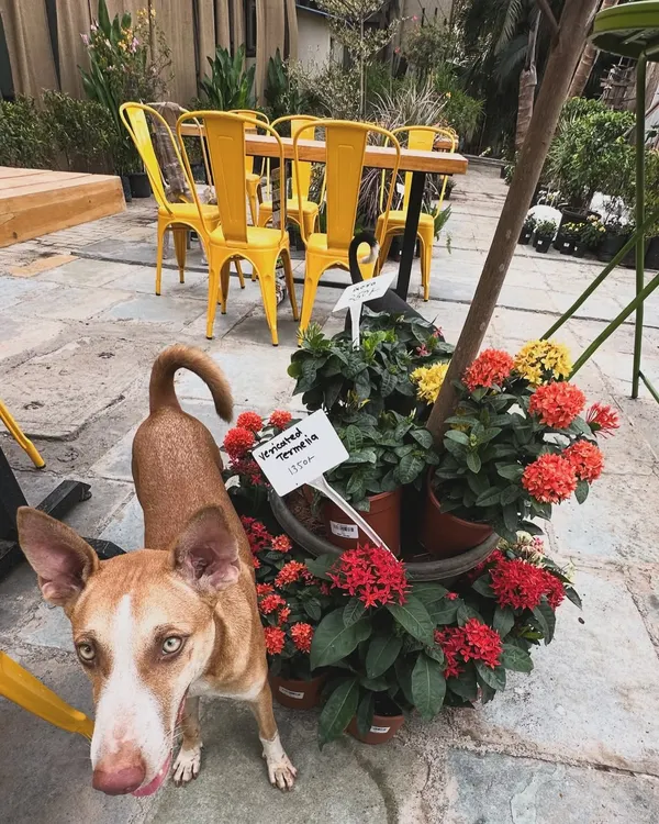 One of our adorable furry regulars posing amongst the flowers. These cute friends will greet you with wagging tails and are always ready for some cuddles.