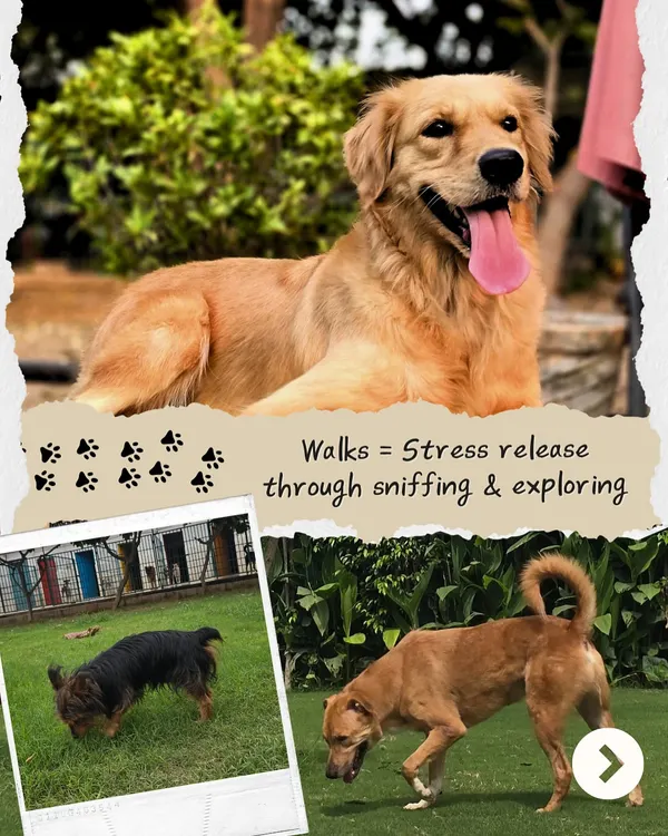 A walk is essential for stress release through sniffing and exploring. We make sure every dog gets this important mental and physical exercise.