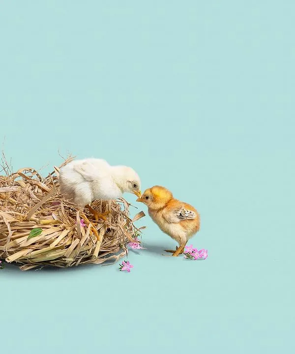 Two baby chicks sharing a sweet moment in a nest. This was part of a calendar shoot where we photographed baby animals in the style of newborn human portraits.