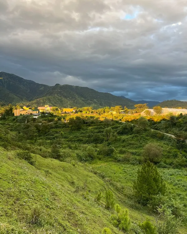 The golden hour casting its glow over the rolling green hills of Palampur. This is the tranquil landscape that becomes our home and sanctuary during the mountain retreats.