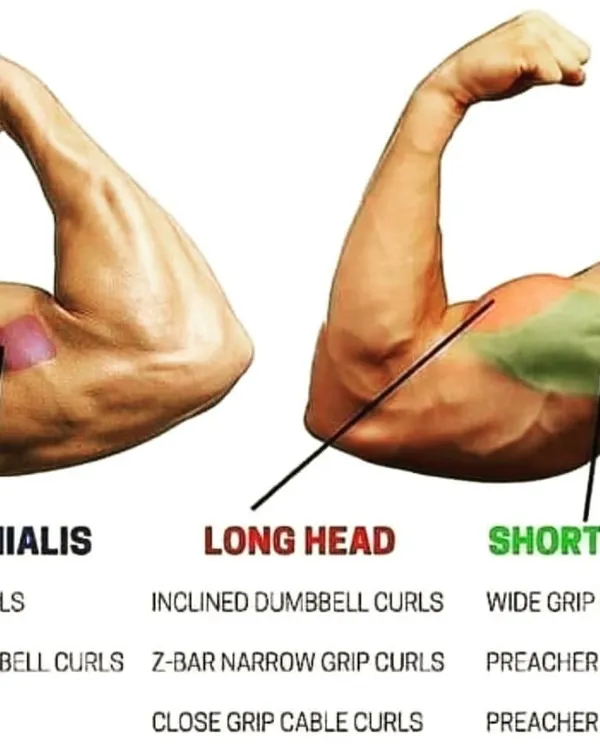 Understanding the anatomy of the bicep is key to training it effectively. This diagram shows the different muscle heads we target with specific exercises like preacher curls and incline curls.