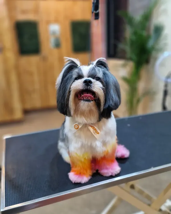Getting your pet ready for a wedding? Rio came in for a special occasion look, and we created this beautiful, safe, and temporary sunset gradient on his paws. We use globally recognized OPAWZ pet-safe dyes to ensure your furry friend looks fabulous without any harm.
