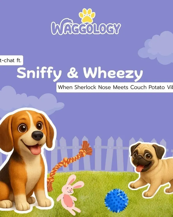 Introducing Sniffy and Wheezy, our cartoon duo representing two very different dog personalities. One is a Sherlock Nose, and the other is a couch potato.