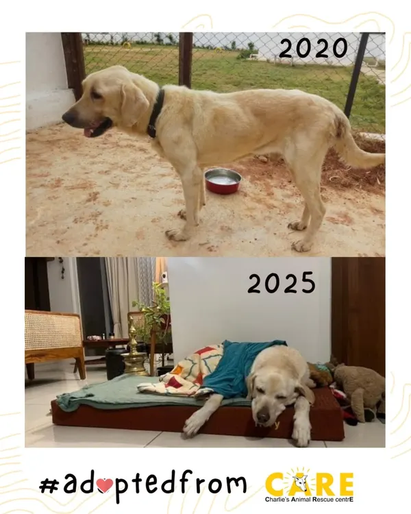 This is why we never give up. Buddy was found emaciated and tied to a tree, but after treatment at our center, he found a family and a new name, Rory. This before and after shows the power of a second chance, a journey from despair to the comfort of a loving home.