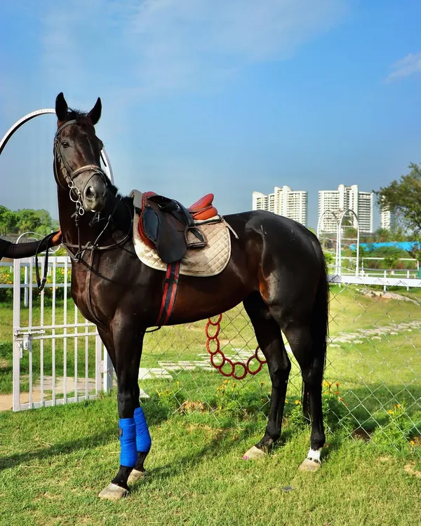 This is Black Coffee, one of my majestic stallions. He represents the quality of athletic and well-tempered horses I work with, set against the backdrop of our Gurgaon location.