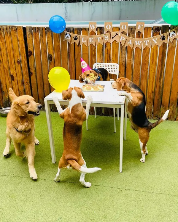 This is what pure party pawsomeness looks like! I love seeing the doggos get so excited for the cake cutting. We set up everything, from the 'Lets Pawty' banner to the balloons, so you can just enjoy these happy moments with your furry family.