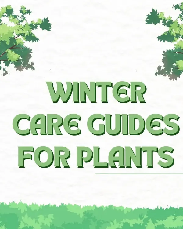 Winter requires a different approach to plant care. This guide introduces our top tips for helping your green companions survive and even thrive during the colder months in Delhi/NCR.