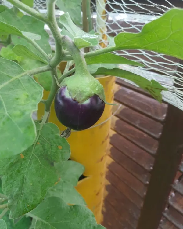 A perfect round brinjal (baingan) growing in one of our yellow towers. This picture was sent to us by a happy client, and we're thrilled to share their success with you.