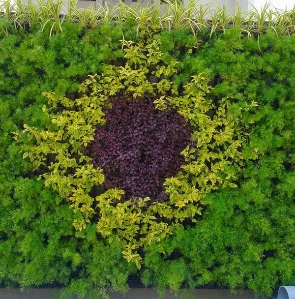 We create custom patterns and designs within our living walls. This installation features a central circle of purple foliage surrounded by yellow and green plants, creating a unique piece of living art for an exterior wall.