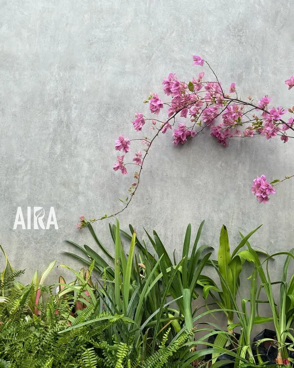 A delicate branch of pink bougainvillea arches gracefully against a modern concrete wall. This simple composition highlights the power of color play and contrast between soft plantings and hard surfaces.