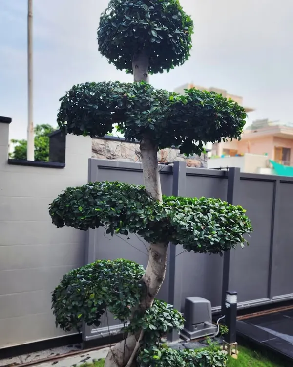 A sculpted Ficus topiary stands as a centerpiece in this luxury residential project in Gurugram, showcasing how we integrate unique, artistic plant specimens into our landscape designs.