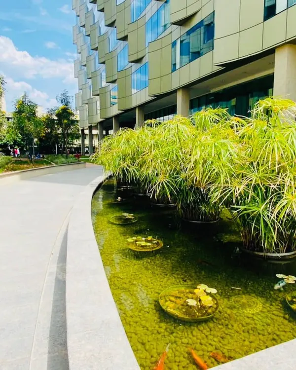 A large water garden we designed and implemented for a commercial property. This feature includes aquatic plants like papyrus and water lilies, along with fish, creating a vibrant and self-sustaining ecosystem that enhances the modern architecture.