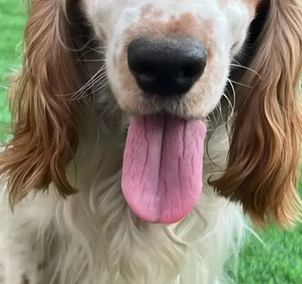 A beautiful close-up of a happy Cocker Spaniel with its tongue out, enjoying its day at our Bangalore pet boarding facility.