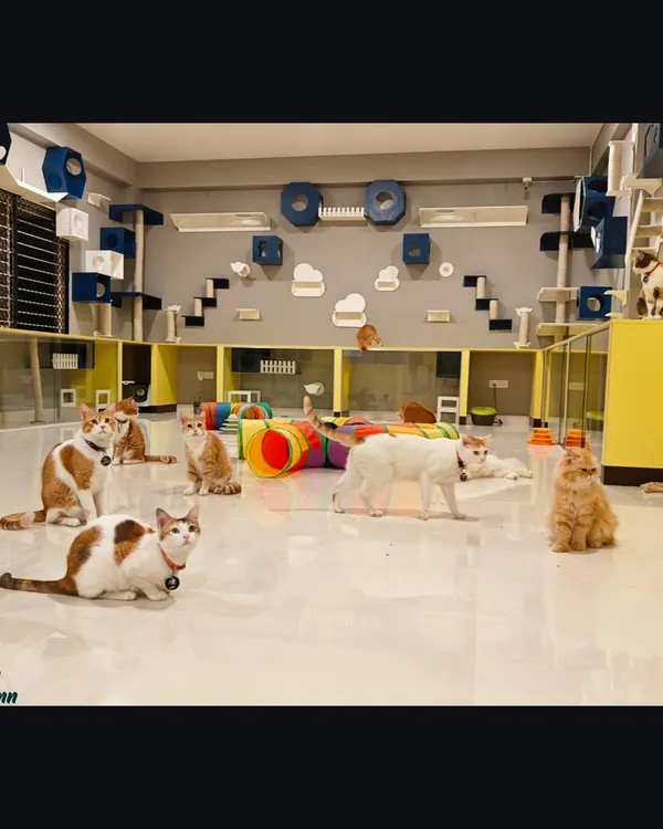 Welcome to our cage-free paradise. This is where your cat can roam, explore, and make new friends in a spacious, clean, and fully cat-ified environment designed for their ultimate happiness and safety.