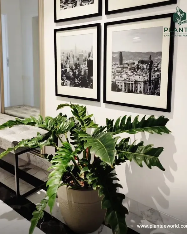 A Philodendron Xanadu adds a touch of the wild to this sophisticated, monochromatic hallway. Its deeply lobed leaves create a beautiful contrast with the clean lines of the furniture and framed art.