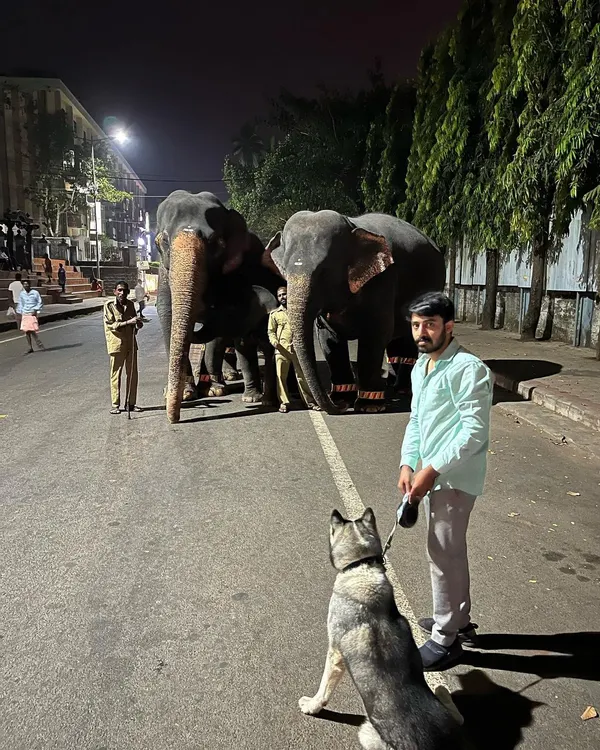 A well-socialized dog is a calm dog, no matter the situation. This Husky is demonstrating perfect impulse control, sitting patiently while we observe elephants from a safe distance during a night walk.