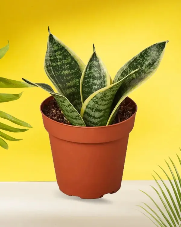 The Sansevieria, or Snake Plant, is the perfect beginner plant. It's extremely resilient, requires very little water, and is one of the best plants for purifying the air in your home.