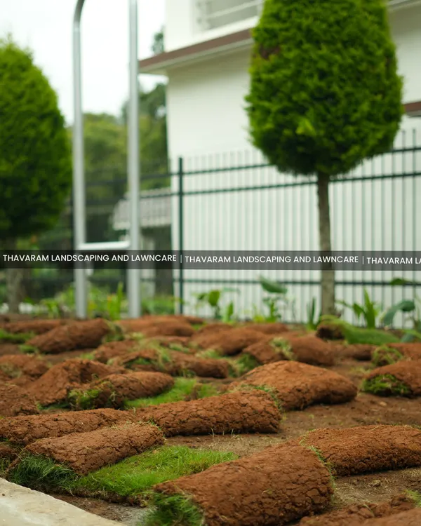 The foundation of a great lawn. Here, my team is carefully laying fresh rolls of sod, a process that provides instant greenery and a healthy start for a new landscape.