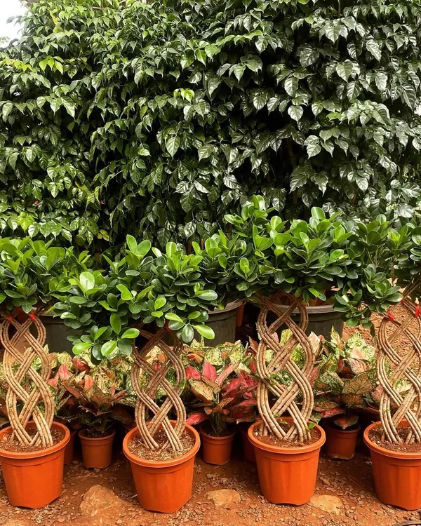 A collection of my Ficus bonsai plants, each with a distinct, hand-woven braided trunk. These are grown at my nursery and are available in various sizes.