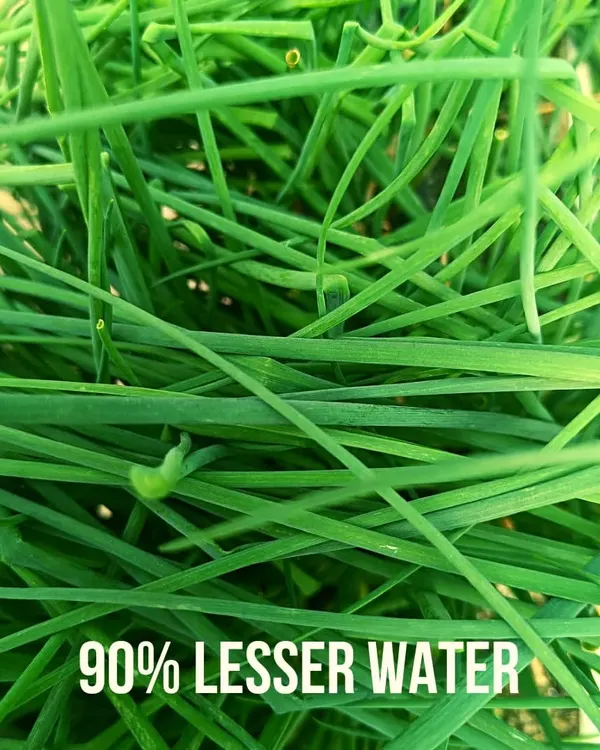 One of the biggest advantages of hydroponics is its water efficiency. By recirculating water and delivering it directly to the roots, our systems consume up to 90% less water than traditional farming.