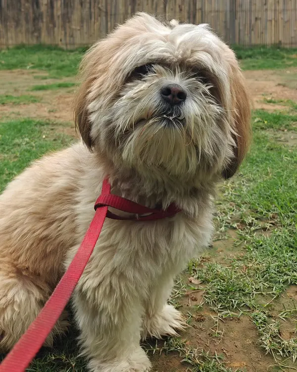 This is Cheeko. When a dog comes to us with fear and mistrust, our first job isn't to command, it's to connect. We build a bond and become a safe space, because only when a dog trusts can they truly learn. This is the foundation of our "heart before habit" philosophy.