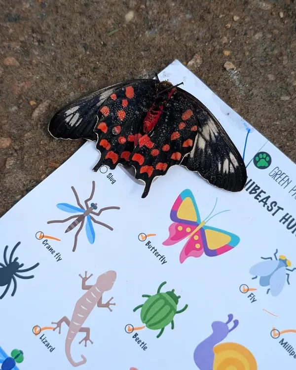A beautiful Crimson Rose butterfly rests on our "Minibeast Hunt" checklist. Sometimes, nature comes to you, creating a magical moment of connection between our learning tools and the living world.