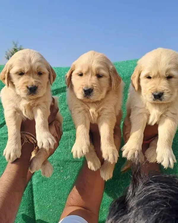 A trio of our top-quality Golden Retriever puppies, ready for their new homes. You can see the consistent quality and heavy build across the litter.