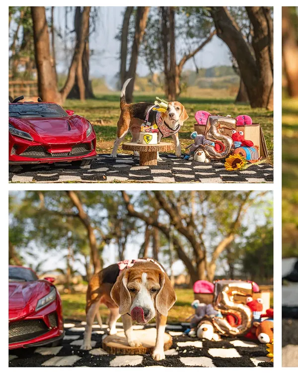A Ferrari-themed 5th birthday for a very special Beagle named Rrari. We went all out with a custom cake and even a little red sports car to celebrate her life. These themed birthday shoots are a fantastic way to honor your pet's unique personality.