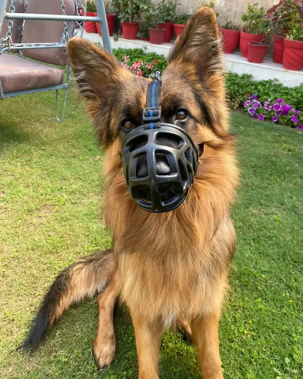 This long-haired German Shepherd is learning to be comfortable and calm while wearing a basket muzzle, an important safety skill for any dog.