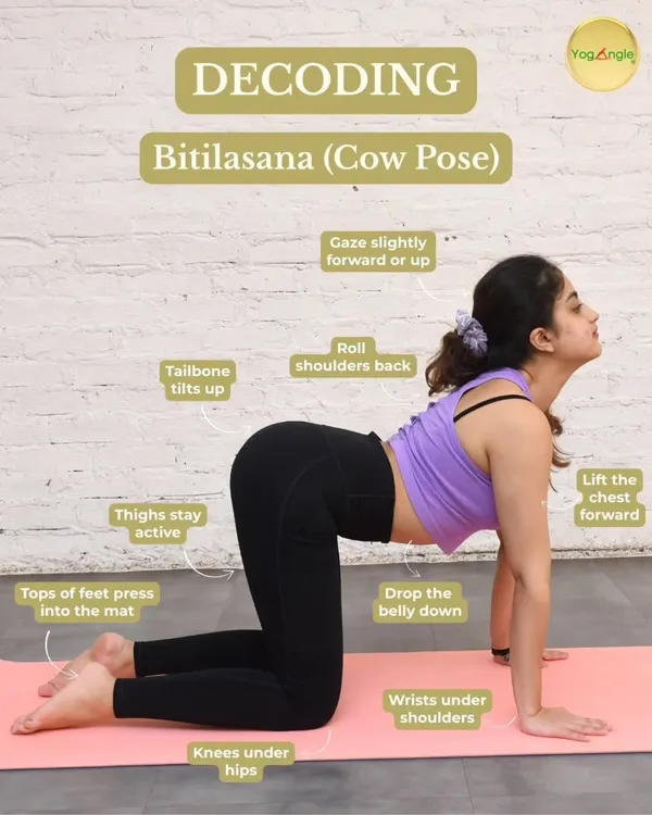 This guide decodes Bitilasana, or Cow Pose. It's a gentle movement that improves spinal mobility, eases stiffness in the back and neck, and is a perfect way to warm up the body.