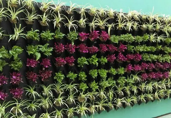 This vertical garden features a clear striped pattern, alternating between green, purple, and white-leafed plants. This is a simple yet effective way to create a custom design.