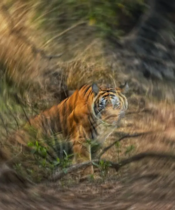 A spiral blur ICM of a tiger. This technique creates a dizzying, energetic effect that pulls the viewer right into the center of the frame. It's a rebellion in motion.