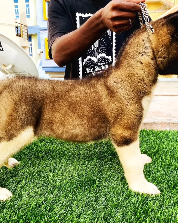 This is how you check the quality of an Akita puppy. See the strong stance and straight back. I make sure my pups have the best breed standards. This one is a perfect example of a healthy, well built Akita.