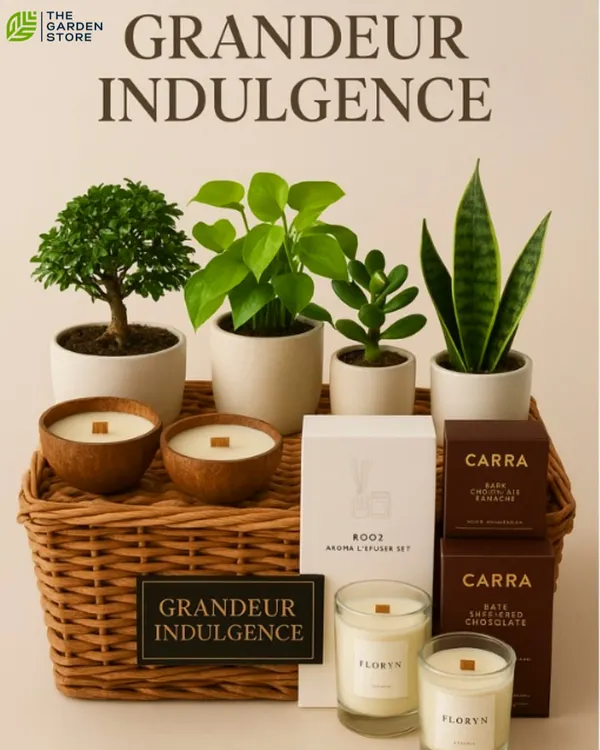 This is my 'Grandeur Indulgence' hamper, and it’s the perfect example of how I combine beautiful plants with other luxury items. It features a variety of indoor plants like Snake Plant and Jade, alongside artisanal candles and fine chocolates, all presented in a beautiful wicker basket. It’s a complete sensory experience, designed to make a lasting impression for any special occasion.
